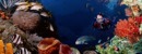 vacanze mare mar rosso